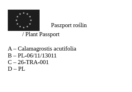 Trawa ozdobna Trzcinnik ostrokwiatowy Karl Foerster Calamagrostis acutifolia