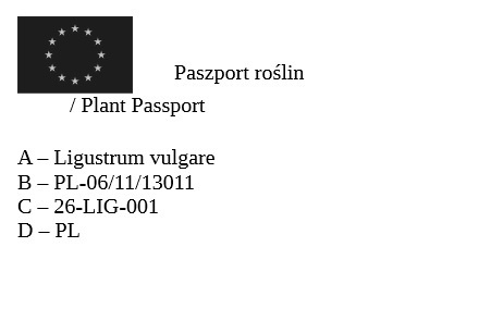 Ligustr zimozielony Atrovirens – idealny krzew na trwały żywopłot