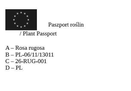 Róża pomarszczona (Rosa rugosa) – odporna róża na żywopłoty