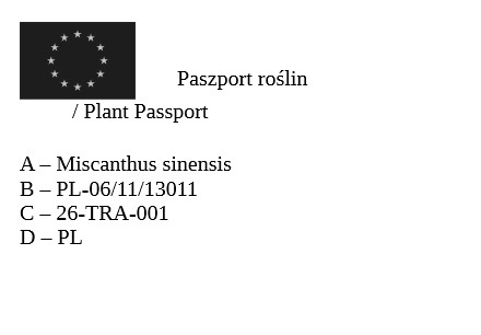 Trawa ozdobna Miskant Blutenwunder Miscanthus sinensis