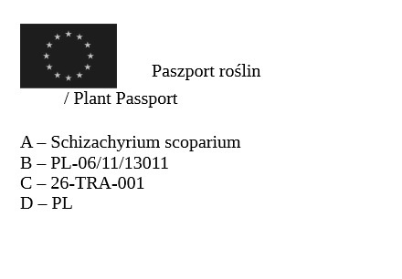 Trawa ozdobna Palczatka miotlasta Ha Ha Tonka Schizachyrium scoparium