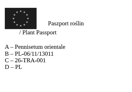 Trawa ozdobna Rozplenica Fairy Tails Pennisetum orientale