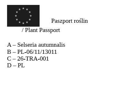 Trawa ozdobna Sesleria autumnalis
