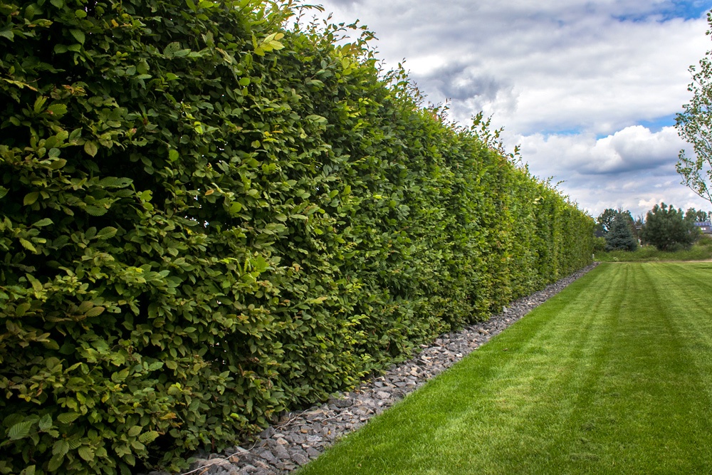 Szybko rosnące rośliny na żywopłot – efekt zielonej ściany w jeden sezon.